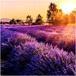 angielska-lawenda-nasiona-pachnaca-lekarska-odstrasza-mole