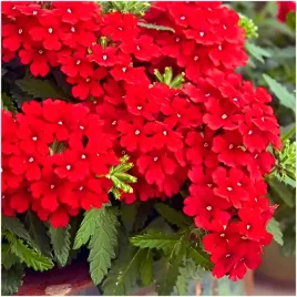 werbena-ogrodowa-intensywnie-czerwona-moc-kwiatow-nasiona-03-g