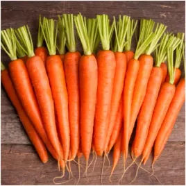 marchew-wczesna-nasiona-smaczna-odporna-eko