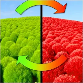 mietelnik-kochia-nasiona-cyprysik-plonaca-trawa-zielona-pozniej-czerwona