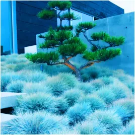 kostrzewa-sina-niebieska-nasiona-trawa-mrozoodporna