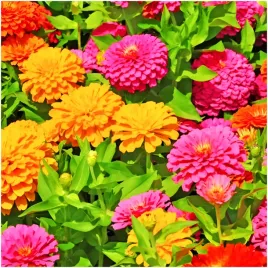 cynia-pomponowa-nasiona-mix-kolorow-wytworna-ozdoba-ogrodu