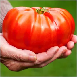 pomidor-malinowy-nasiona-olbrzym-gigant-soczysty