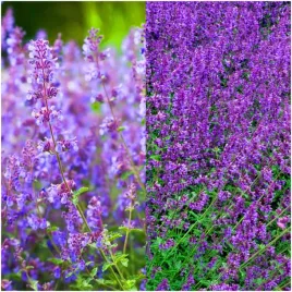 kocimietka-antykomar-odstrasza-komary-i-meszki-nasiona-01-g