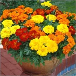 aksamitka-wzniesiona-mieszanka-bezwonna-mix-nasiona-05-g