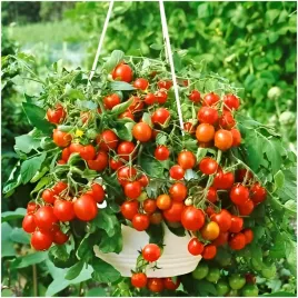 mini-pomidor-maskotka-koktajlowy-nasiona-idealny-na-balkon