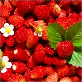 poziomka-dzika-nasiona-odmiana-baron-aromartyczne-owoce