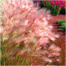 trawa-grzywiasta-rozowa-pieknie-falujaca-nasiona-50-szt