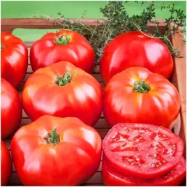 pomidor-malinowy-warszawski-nasiona-wysoka-jakosc