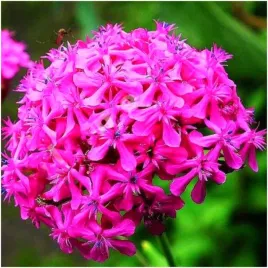 lepnica-baldachowata-silene-rozowe-kwiaty-kwitnie-120-dni-nasiona-05g