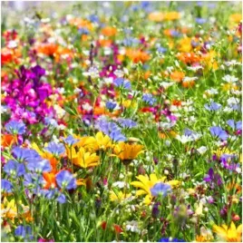 kwietna-laka-alternatywa-dla-trawnika-raj-motyli-nasiona-2-g