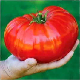 pomidor-oxheart-nasiona-ogromne-owoce-do-3kg