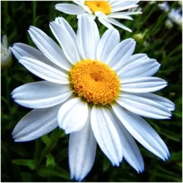 zlocien-wlasciwy-jastrun-margarytka-piekna-laka-nasiona-02-g