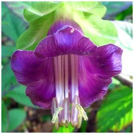 kobea-fioletowa-pnaca-nasiona-przepiekne-dzwonki-kwiatowe