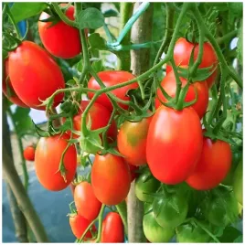 pomidor-koktajlowy-cio-cio-san-nasiona-miesisty-smaczny