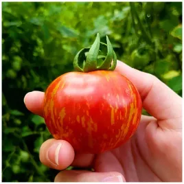 pomidor-tigerella-zebra-ekskluzywna-odmiana-nasiona