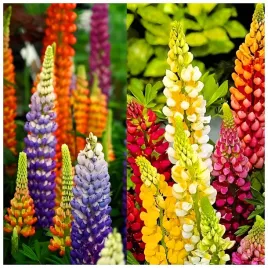 lubin-trwaly-mix-wieloletni-nasiona-kwitnie-2-razy