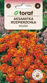 aksamitka-rozpierzchla-bolero-1g-toraf-nasiona-401