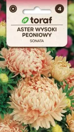 aster-wysoki-peoniowy-sonata-nasiona-kwiatow-448-toraf