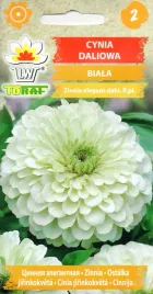 cynia-daliowa-biala-nasiona-kwiatow-471-toraf