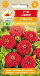 cynia-daliowa-czerwona-nasiona-kwiatow-472-toraf
