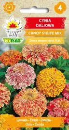cynia-daliowa-candy-stripe-mix-nasiona-kwiatow-475-toraf
