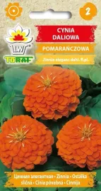 cynia-daliowa-pomaranczowa-nasiona-kwiatow-476-toraf