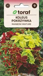 koleus-pokrzywka-rainbow-mixture-mix-nasiona-kwiatow-548-toraf