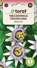 meczennica-passiflora-blekitna-nasiona-kwiatow-573-toraf