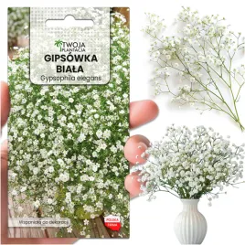 gipsowka-biala-nasiona-gypsophila-elegans-na-bukiety-wabi-motyle-300-nasion