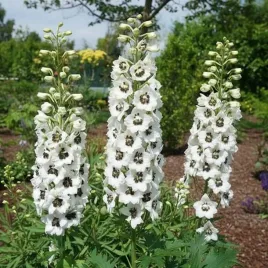 ostrozka-magic-fountain-pure-white-1-szt