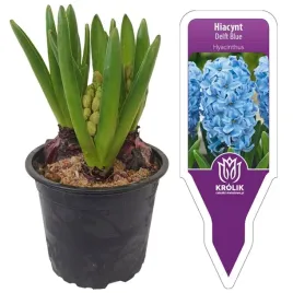 hiacynt-niebieski-delft-blue-w-doniczce-3-cebulki