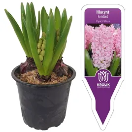 hiacynt-jasnorozowy-fondant-w-doniczce-3-cebulki