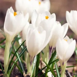krokus-wiosenny-jeanne-d-arc-100-szt-cebulki-cebule-kwiaty