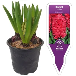 hiacynt-ciemnorozowy-jan-bos-w-doniczce-3-cebulki