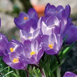 krokus-wiosenny-flower-record-100-szt-cebulki-cebule-kwiaty