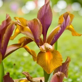 irys-holenderski-bronze-perfection-10-szt