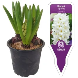 hiacynt-bialy-top-white-w-doniczce-3-cebulki