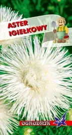 aster-igielkowy-bialy-1g-o