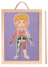 drewniana-tablica-anatomia-czlowieka-warstwy-ciala-nauka-biologii