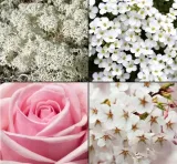 tesori-d-oriente-krem-do-ciala-biale-pizmo-300ml-skladnik-wiodacy-biale-pizmo-white-musk-muschio-bianco