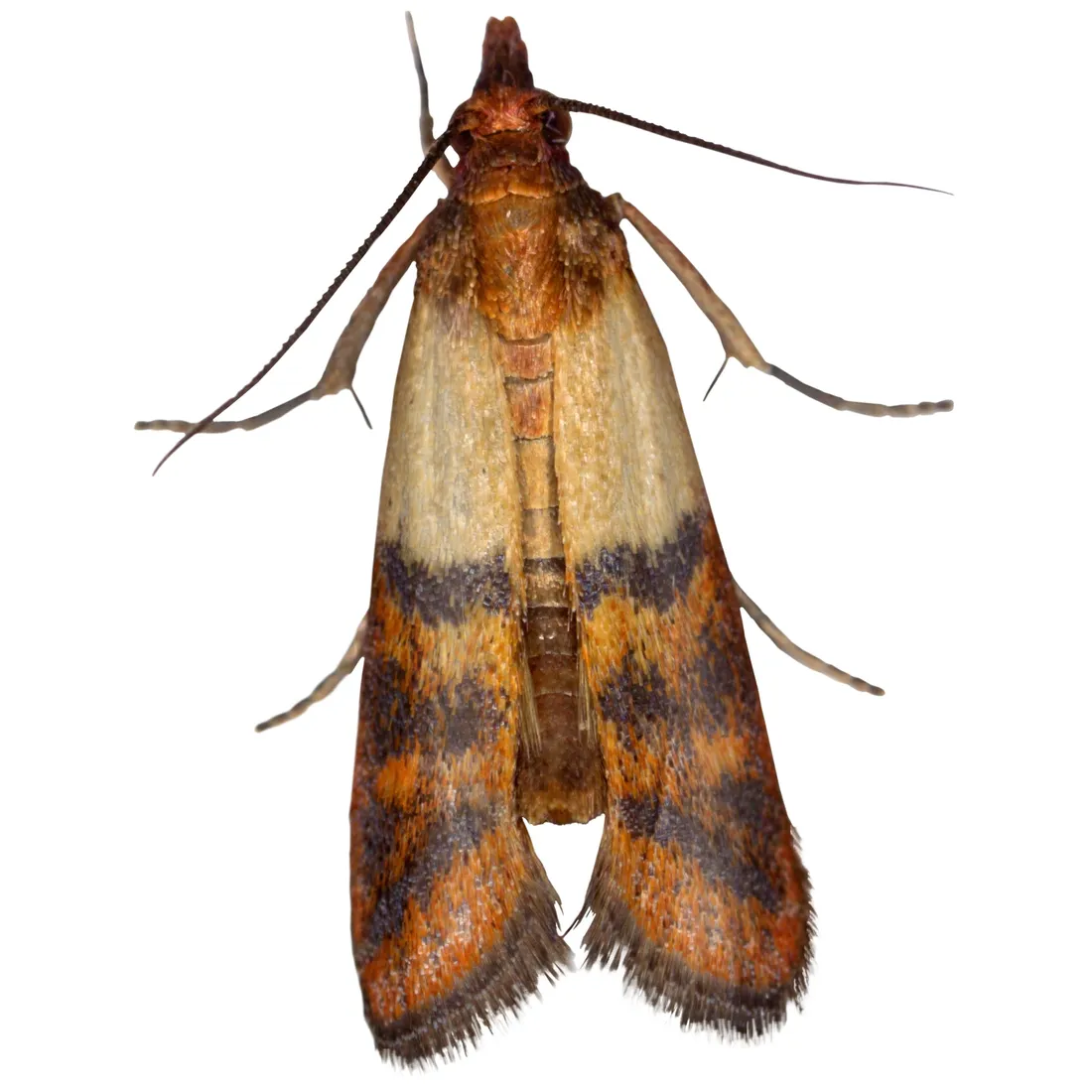 pulapka-przeciwko-molom-bros-stan-nowy