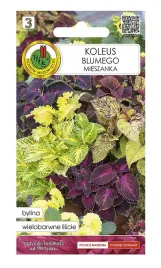 koleus-blumego-mieszanka-nasion-01-g-wielobarwne-liscie-ozdobne-1-szt