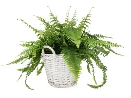 kosz-wiklinowy-z-uchwytami-do-obsadzenia-bialy-31-cm