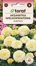 aksamitka-wielkokwiatowa-albatros-kremowobiala-niewymagajaca-03g-toraf-411