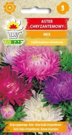 aster-chryzantemowy-mix-kolorow-toraf-422