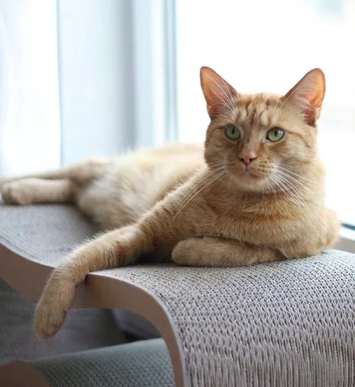 mykotty-drapak-lui-brazowy-liczba-poziomow-3