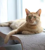 mykotty-drapak-lui-brazowy-liczba-poziomow-3