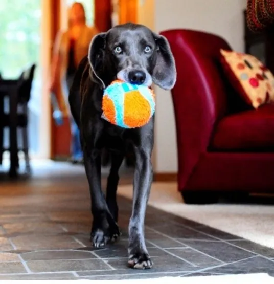 chuckit-indoor-ball-213201