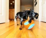 chuckit-indoor-ball-213201-waga-150-g